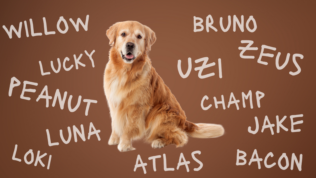 Get Creative with These Fun and Unique Pet Name Ideas!