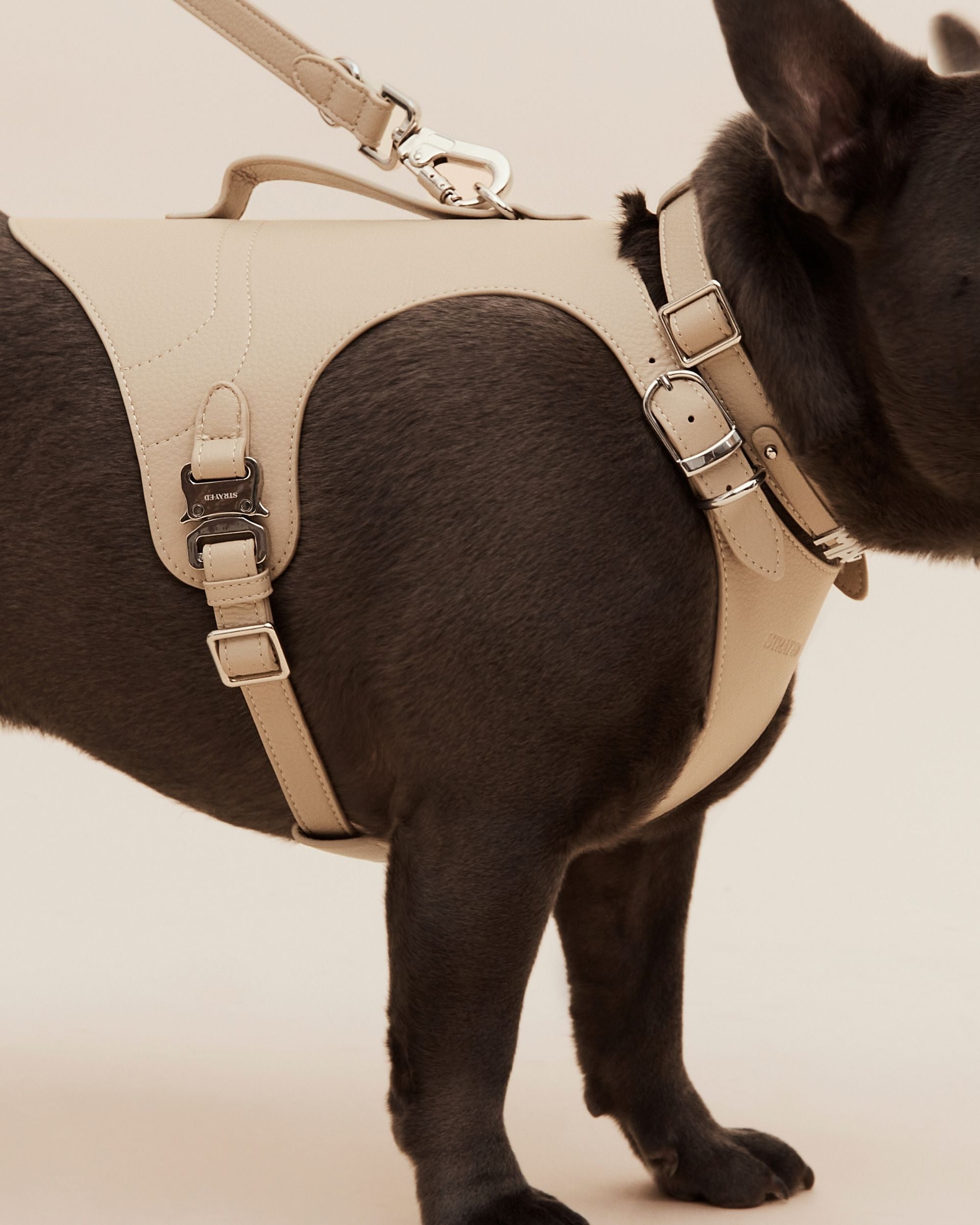 Ed 2025 dog harness