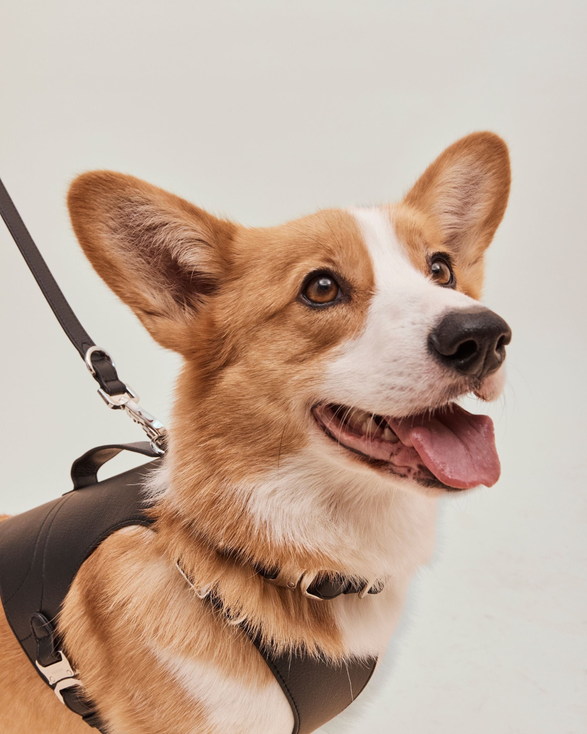 Ruffwear best sale harness corgi