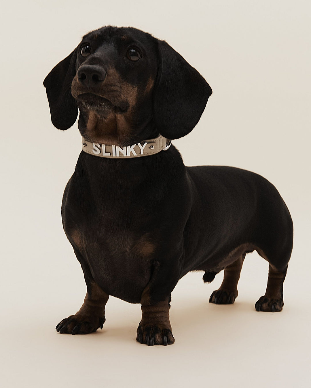 STRAY-ED Signature Dog Collar - Sand