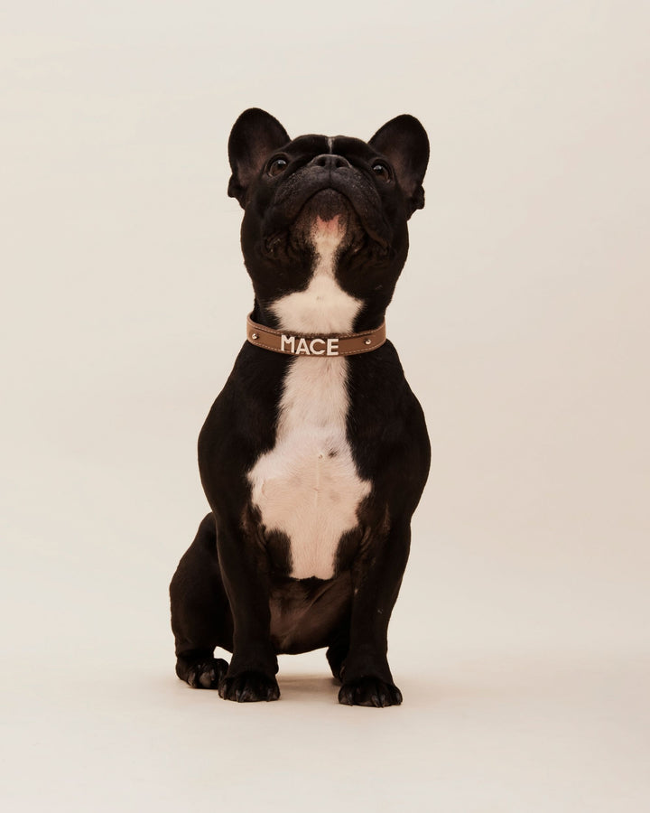 STRAY-ED Signature Dog Collar - Tan